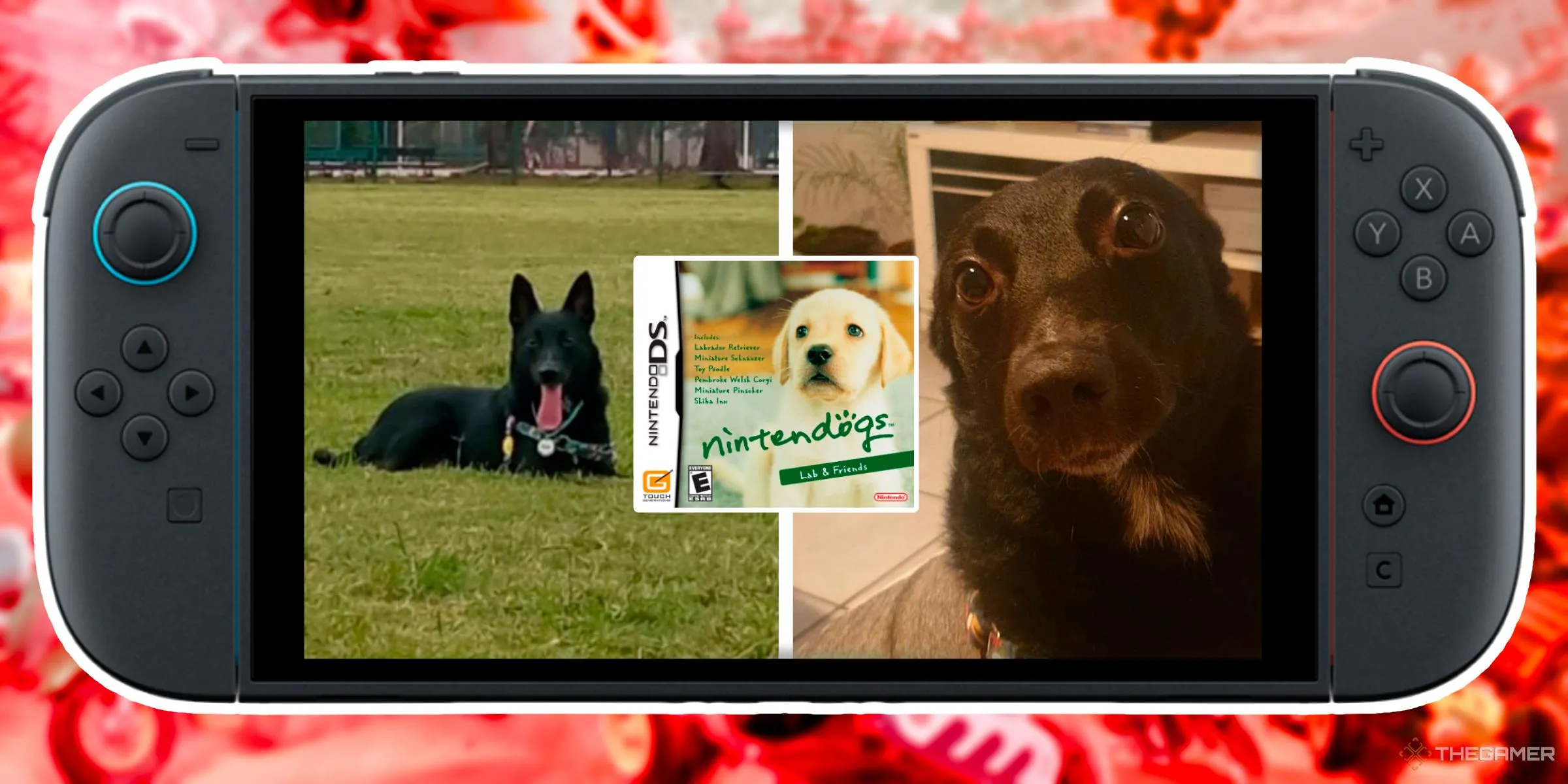 Hai hình ảnh một chú chó đen bên cạnh hộp game Nintendogs DS, tất cả hiển thị trong giao diện Nintendo Switch 2
